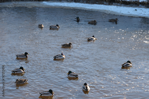Flock of wild ducks swims in a pond.