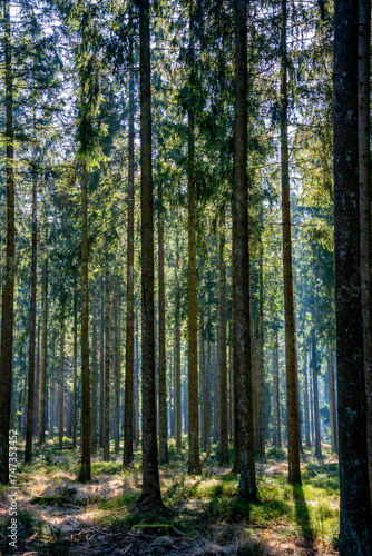 Pine trees in the forest © Gert-Jan van Vliet