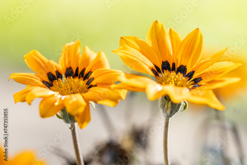 annual flowers Gazania rigens bright orange and yellow flower. Green and soft blurred background