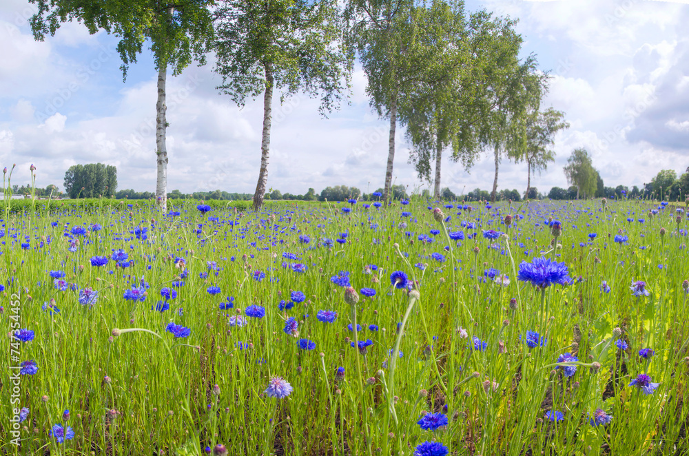 Fototapeta premium Kornblume (Centaurea cyanus) oder Zyane, Kornblumen-Feld