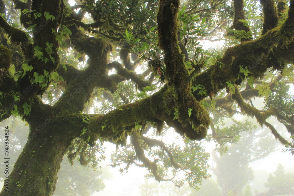 Fototapeta premium Fabulous laurel trees overgrown with moss and ferns in thick fog in Madeira