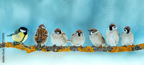 bird tit and a flock of sparrows sitting on a tree branch in the park © nataba