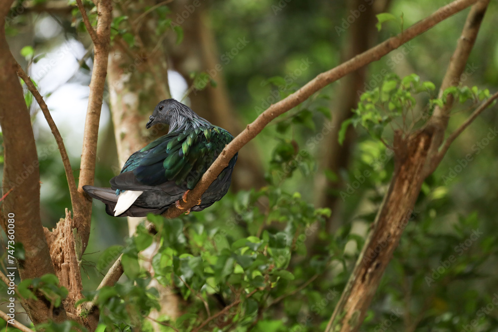 The big pigeon bird is rest in the garden The big pigeon bird is rest in the garden