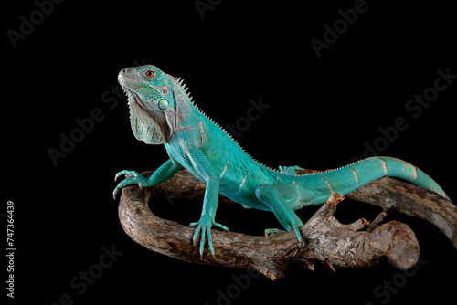 Blue Iguana (Cyclura lewisi) is native to the island of Grand Cayman.