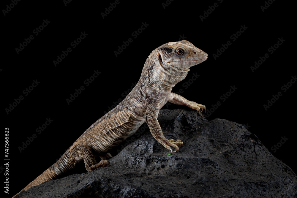 Obraz premium The Savannah Monitor (Varanus exanthematicus) is a species of monitor lizard native to Africa.