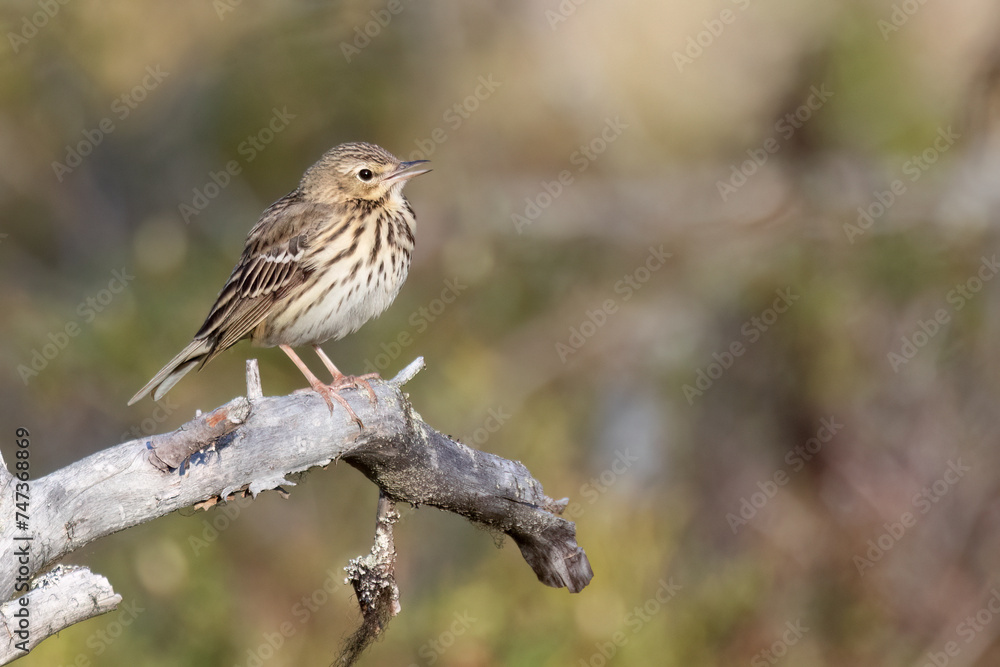 Tree Pipit Tree Pipit