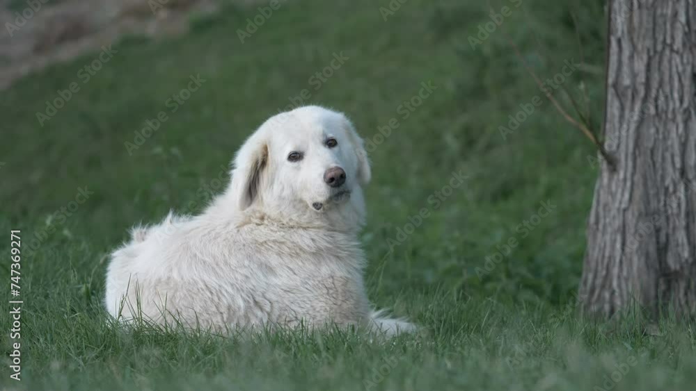 Cute White Dog Turning And Looking At The Camera Cute White Dog Turning And Looking At The Camera