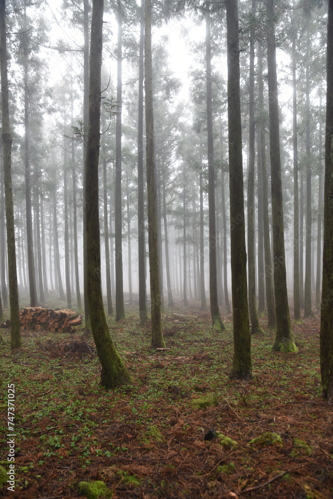 Obraz premium forest of trees full of fog