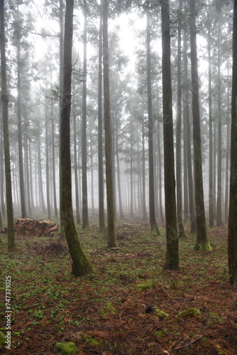 forest of trees full of fog
