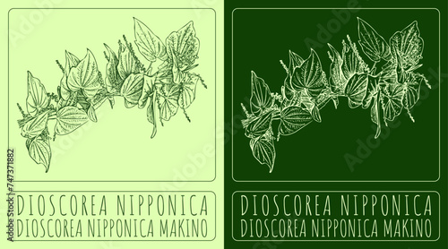 Vector drawing DIOSCOREA NIPPONICA. Hand drawn illustration. The Latin name is DIOSCOREA NIPPONICA MAKINO.
