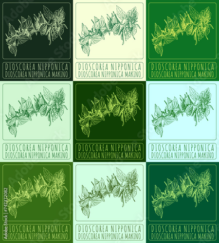 Set of vector drawing DIOSCOREA NIPPONICA in various colors. Hand drawn. The Latin name is DIOSCOREA NIPPONICA MAKINO.