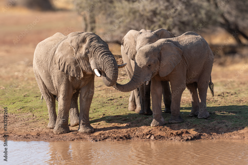 Fototapeta premium a herd of African elephants walking along the road to the watering hole of namibia