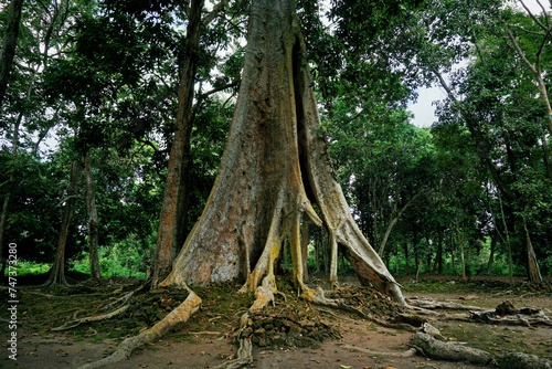 big tree in forest