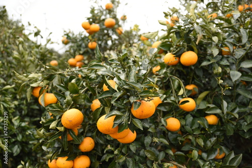 Tangerine tree in spring