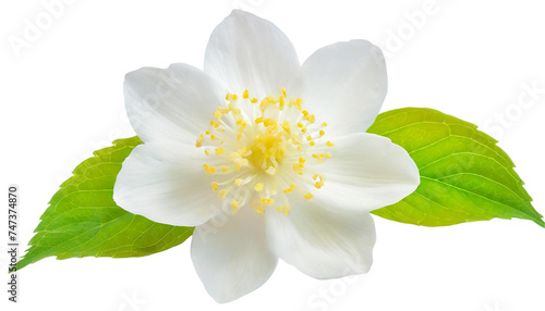 White jasmine flower with green leaves isolated on transparent background.