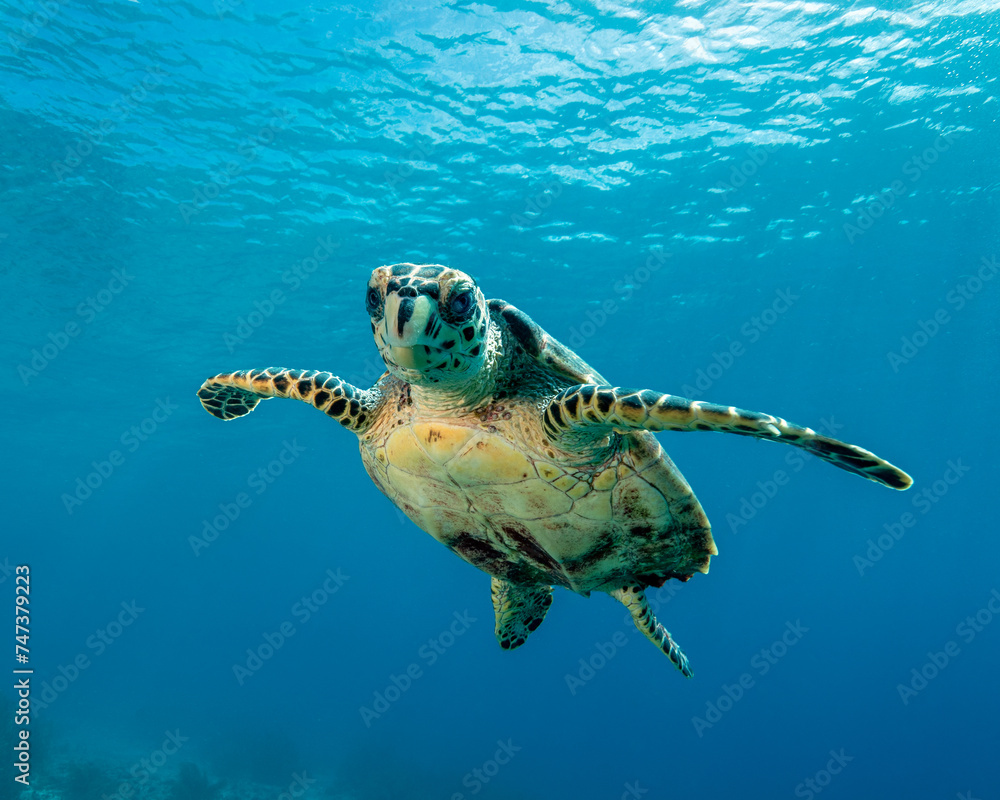 Obraz premium Swimming underwater Caribbean Green Sea Turtle