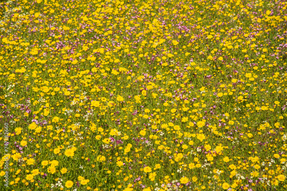 Obraz premium Flowers close up pink and yellow color ,spring time