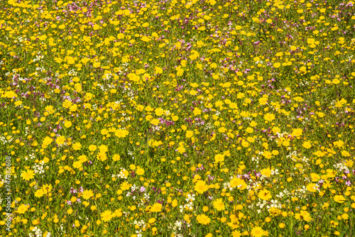 Flowers close up pink and yellow color ,spring time © andrijosef