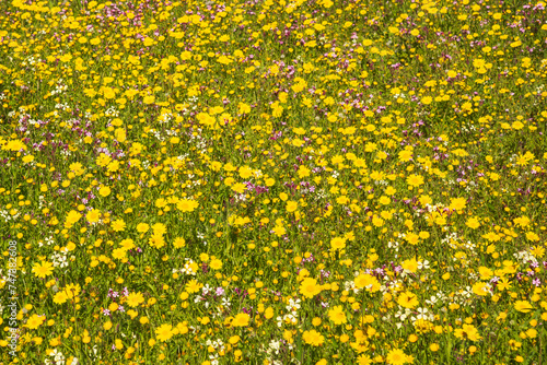 Flowers close up pink and yellow color ,spring time