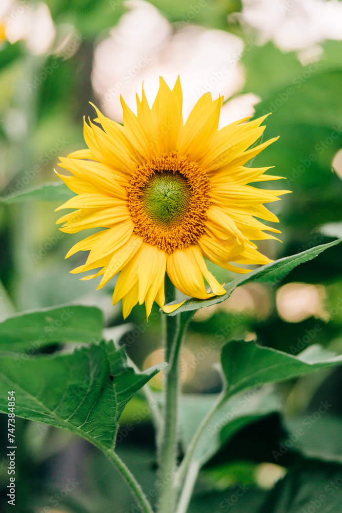 Obraz premium Sunflowers