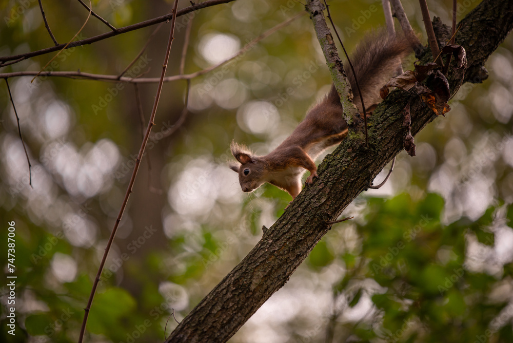 A brown squirrel in the tree during summer season. Sciurus vulgaris in the morning A brown squirrel in the tree during summer season. Sciurus vulgaris in the morning