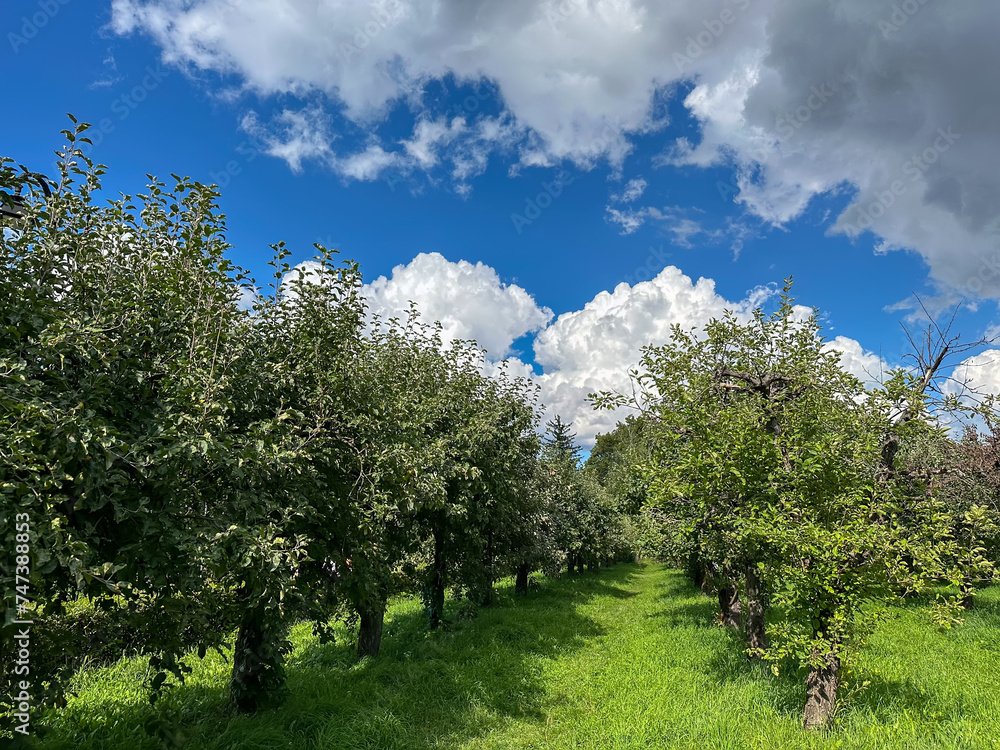 Green spring apple orchard under blue sunny sky