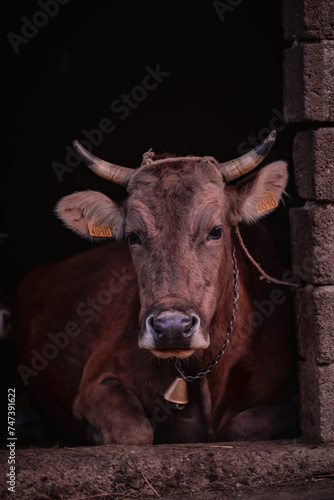 Ruminantia bovidae domestic animals at the farm. Portrait of a calf outside