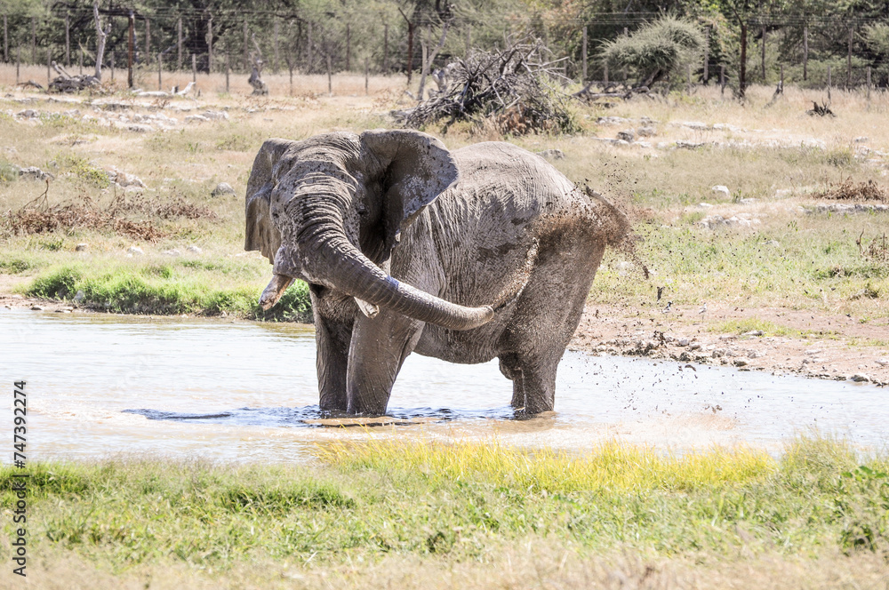 Fototapeta premium bathing Elephant in wildlife, safari in etosha namibia africa