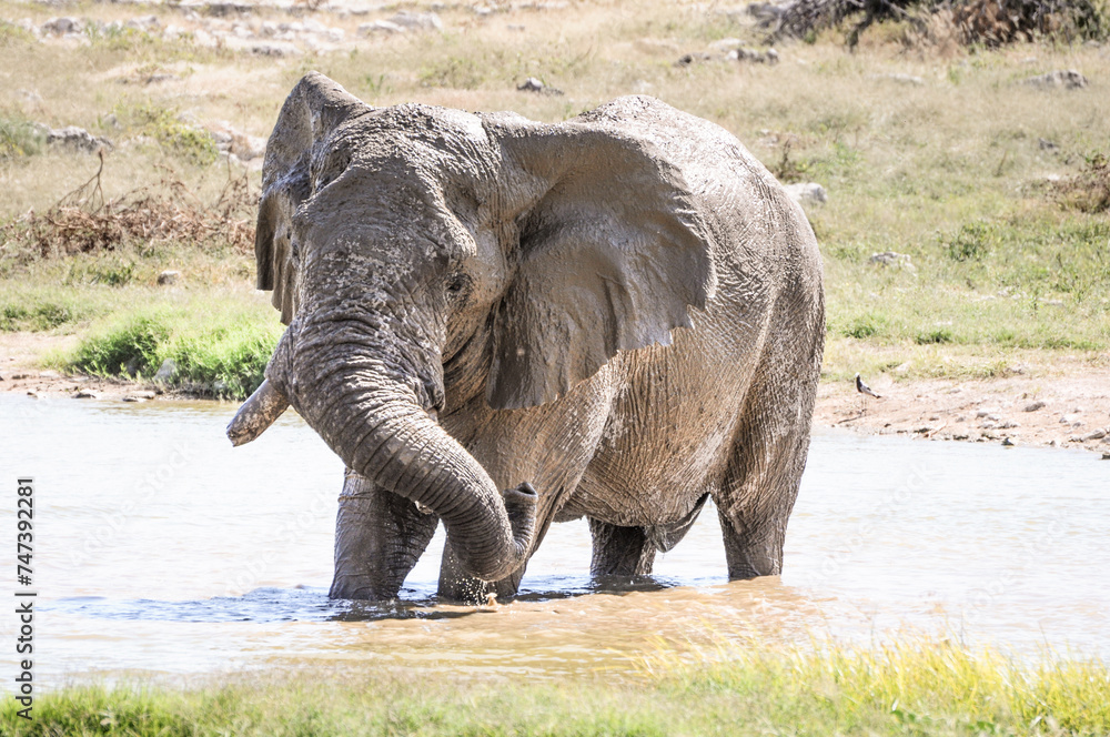 Fototapeta premium bathing Elephant in wildlife, safari in etosha namibia africa