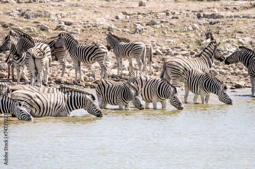 zebras in wildlife  safari in etosha namiba africa