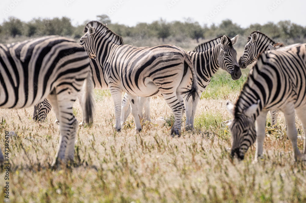 Naklejka premium zebras in wildlife, safari in etosha namiba africa