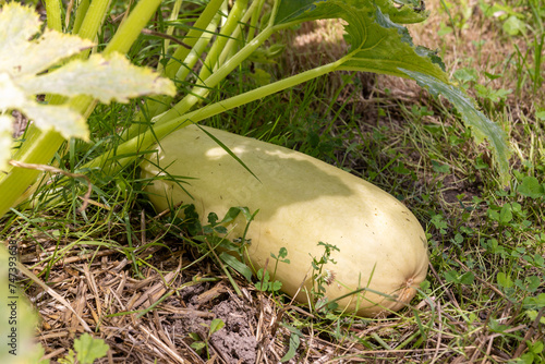 Jardin potager_ courge spagetthi photo