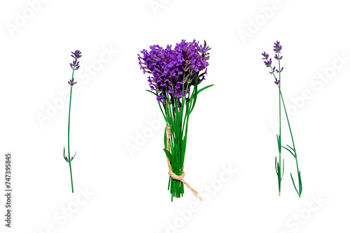 Fototapeta Naklejka Na Ścianę i Meble -  Lavender bouquet and individual lavender sprigs on an isolated transparent background, design element, provencal concept