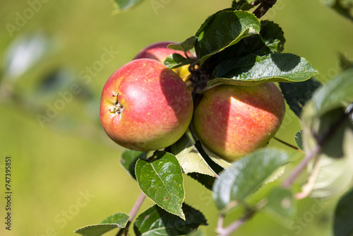Trois pommes bien mûres sur une branche de pommier