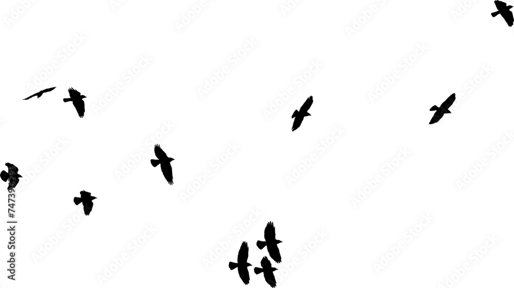 Nuée d'Oiseaux en vol, vecteur noir fond transparent Nuée d'Oiseaux en vol, vecteur noir fond transparent