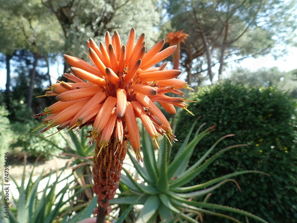 Fototapeta premium Huge orange aloe flower close up