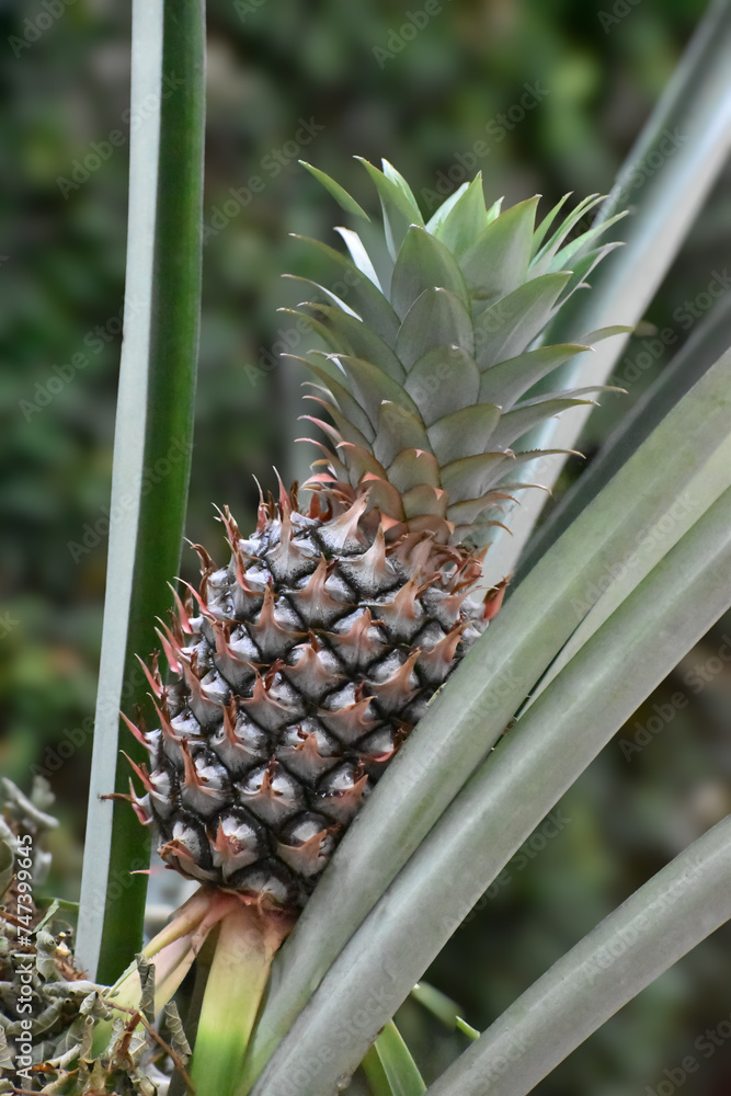 Piña Piña