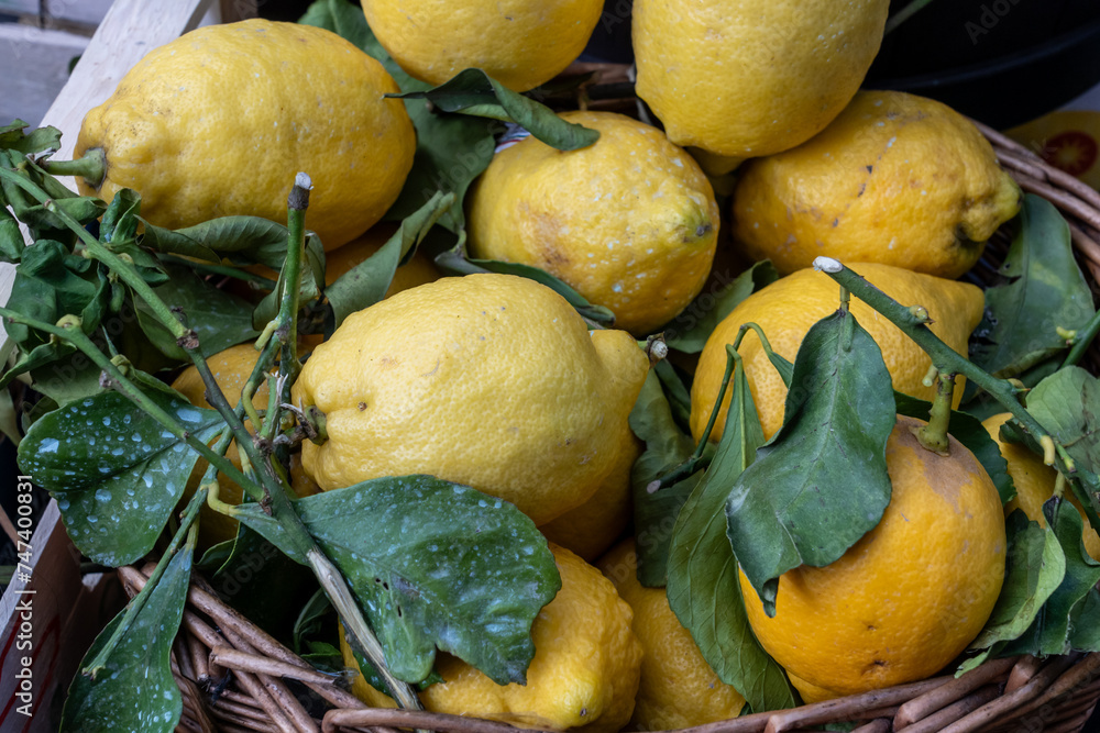 Amalfi lemons with leaves in a basketat a market stall. Amalfi lemons are a speciality of the Amalfi coast. The have intense fragrance. The lemons are filled with with juice, knobbly and pointed,