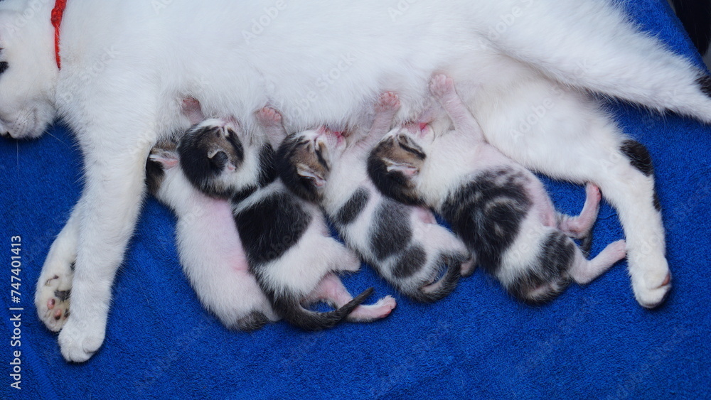 Fototapeta premium the kitten is sleeping