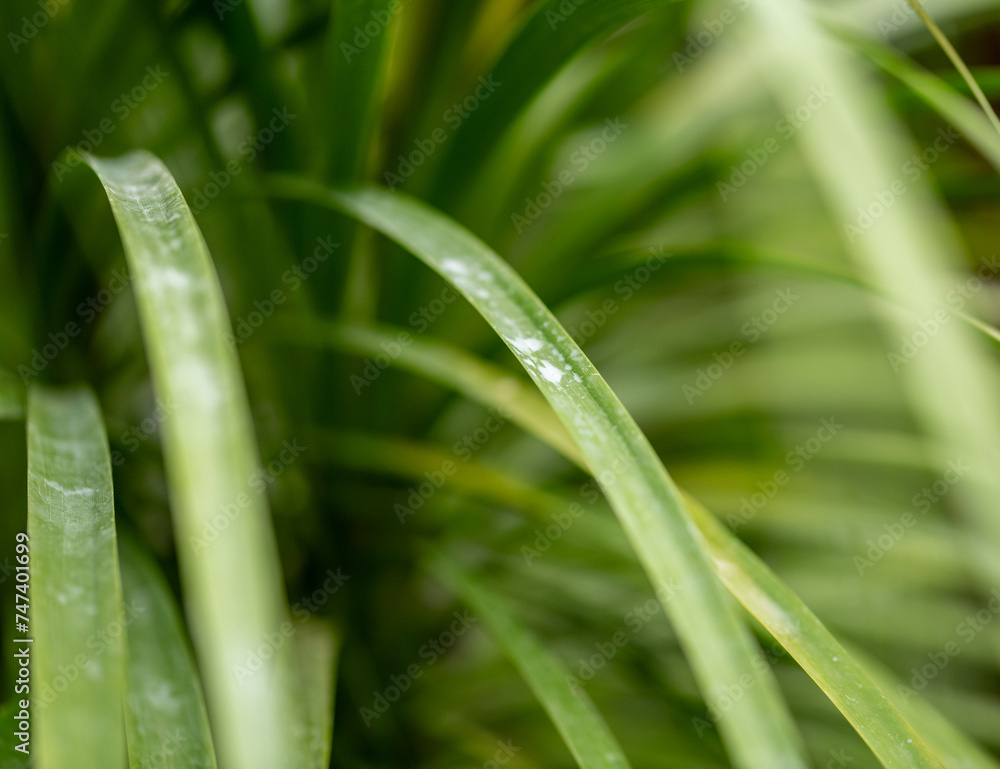 Obraz premium dew on grass