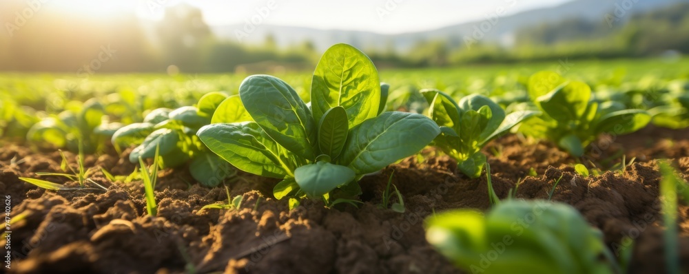 Fresh spinach growing in a field on a sunny day. - obrazy, fototapety, plakaty 