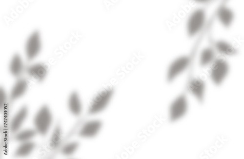 Transparent shadow of a tree branch, shadow overlay effects on a transparent background