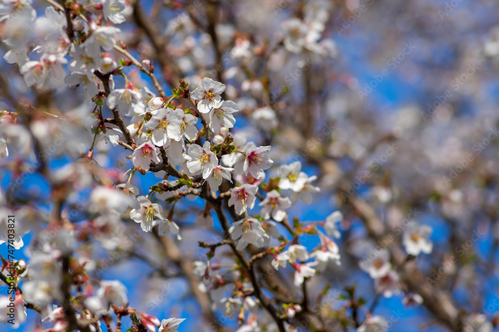 Prunus incisa Kojou-no-mai flowering early spring ornamental tree, beautiful small bright white flowers in bloom on branch