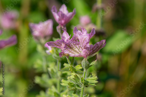 Beautiful sage Salvia viridis flowerin in garden, group of purple annual clary orval leaves on tall green stem in bloom photo