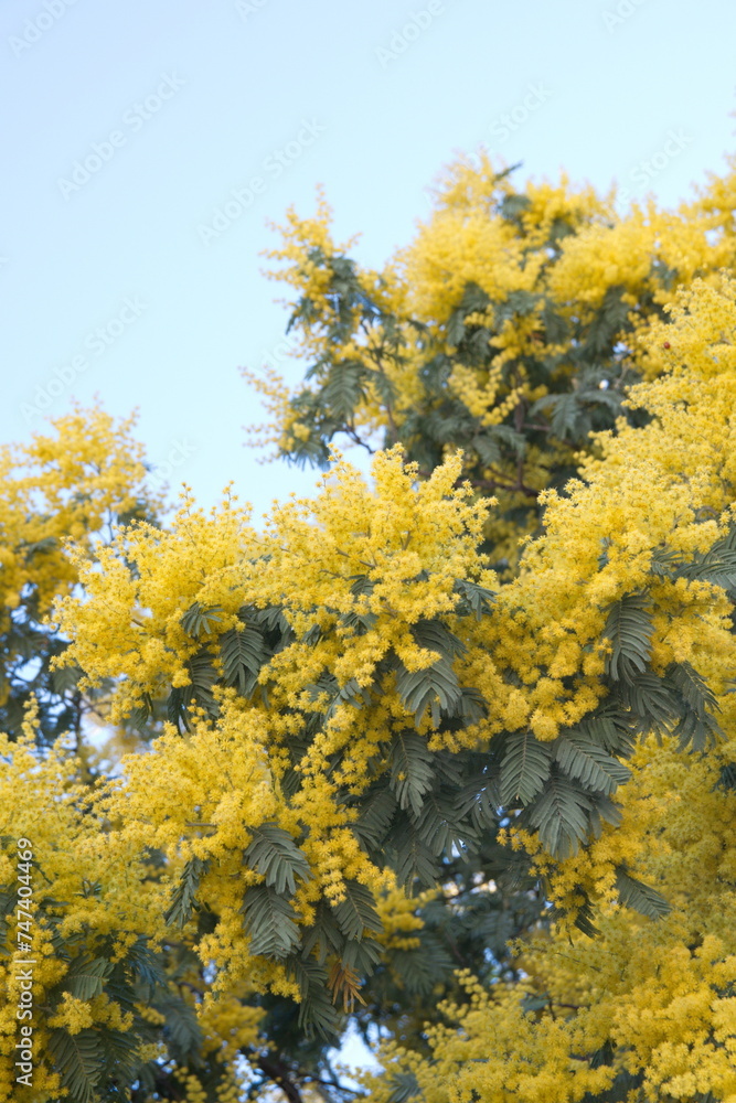 Acacia dealbata in bloom,  with yellow flowers, mimosa tree