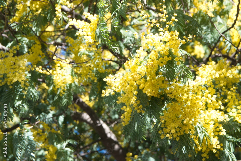 Acacia dealbata in bloom, with yellow flowers, mimosa tree Acacia dealbata in bloom, with yellow flowers, mimosa tree