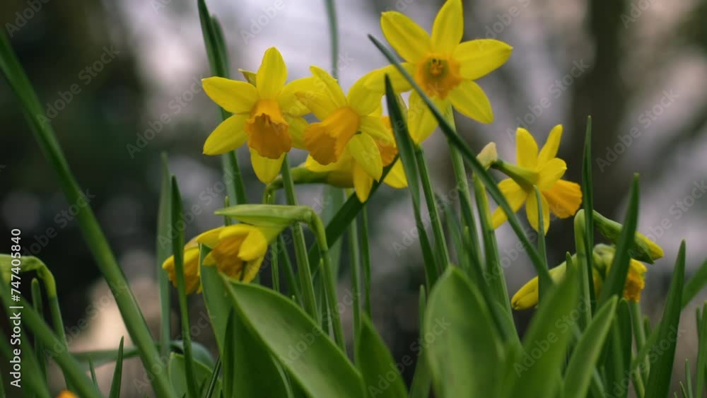 Daffodil Narcissus dwarf flower on windy springtime day Daffodil Narcissus dwarf flower on windy springtime day