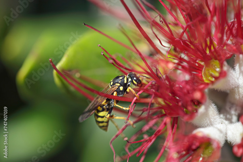 Wasp in a red flower macro