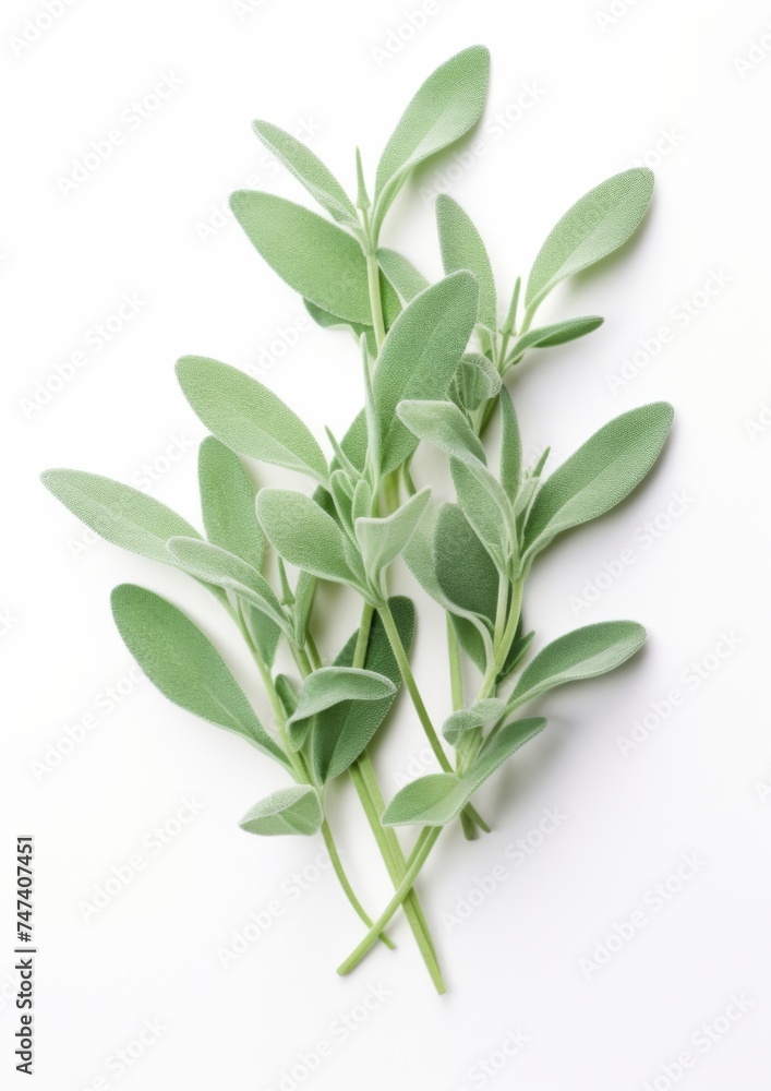 Fresh sage on a white background. Fresh sage on a white background.