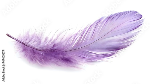 Single Violet or Purple feather isolated on white background. Abstract texture. copy space, wallpaper, banner. 